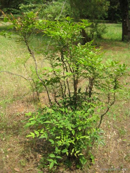 File:Nandina domestica-IMG 3101 lokrun.jpg