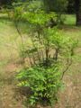nandina domestica