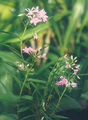 Thumbnail for version as of 12:43, 2 May 2007