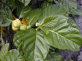 Thumbnail for version as of 08:49, 16 October 2007