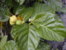 Leaves, flowers, and fruit of Morinda citrifolia