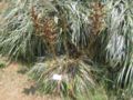 puya alpestris
