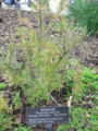 A Rosemary bush at Longwood Gardens