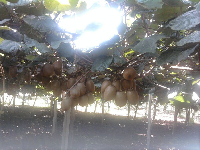 File:1024px-Coltivazione Kiwi.jpg