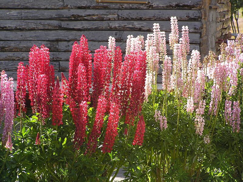 File:1024px-Flores de lupino (Ushuaia).jpg