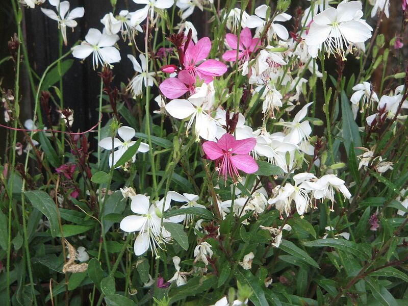 File:1024px-Gaura lindheimeri cv001.jpg