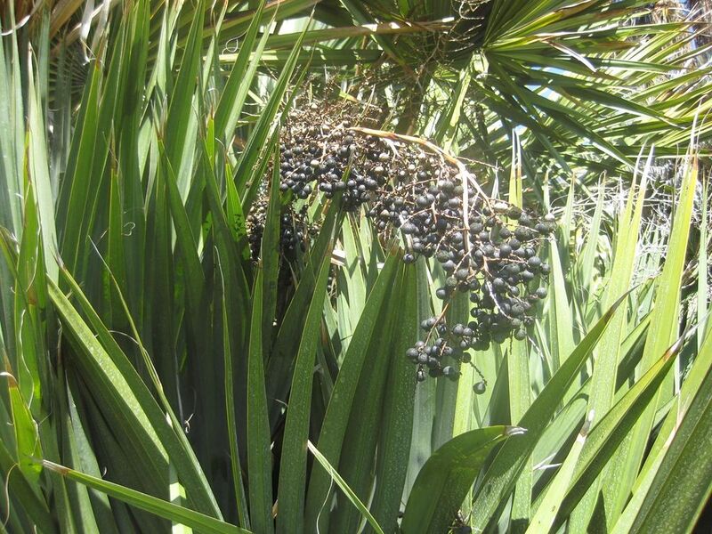 File:1024px-IMG 2115 hunt0903.jpg