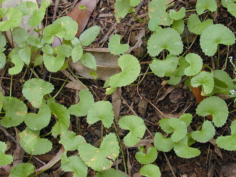 File:1024px-Starr 020803-0094 Centella asiatica.jpg