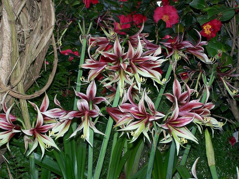 File:1280px-Hippeastrum papilio.jpg