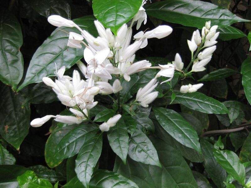 File:1280px-IMG 1745 hunt09oct.jpg