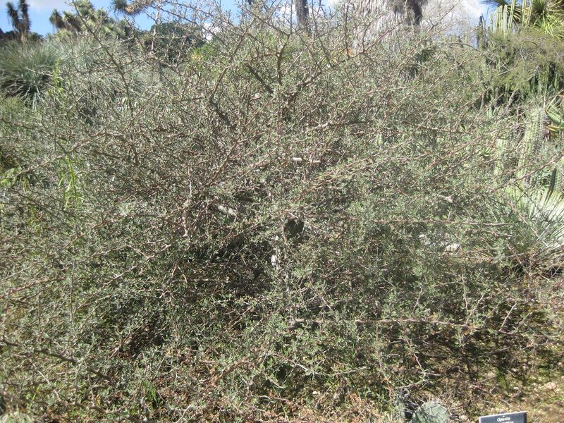 File:1280px-IMG 2312 hunt0903.jpg