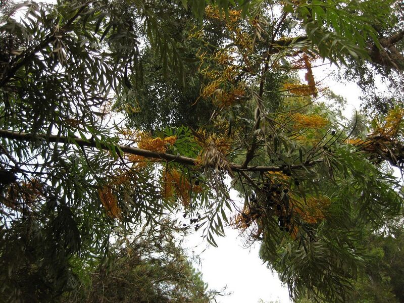 File:1280px-IMG 7295 hunt09jun.jpg