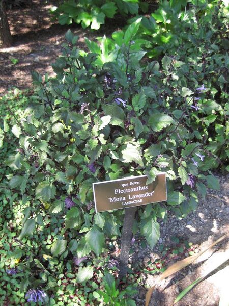 File:576px-IMG 0289 nybg09.jpg