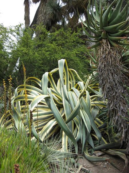 File:576px-IMG 7398 hunt09jun.jpg