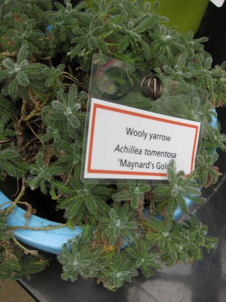 File:576px-IMG 7557 hunt09jun.jpg