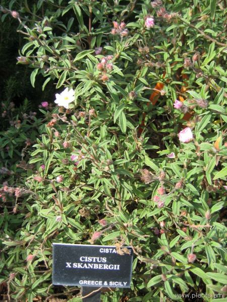 File:Cistus-x-skanbergii-IMG 7330 sfbg0308.jpg