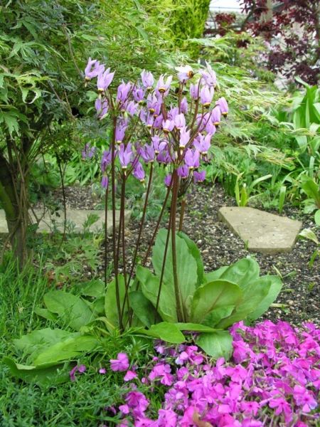 File:Dodecatheon pulchellum (2).jpg