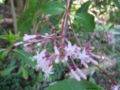 Fuchsia paniculata