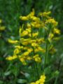 Genista germanica