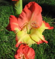 Thumbnail for version as of 23:36, 4 June 2007