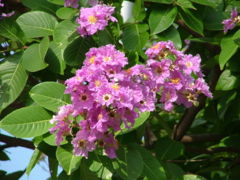 Flowers on a tree