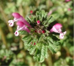 Henbit deadnettle (Lamium amplexicaule)