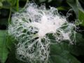 The lace-like flower of T. cucumerina opens only after dark. Here, it is shown in the process of unfurling.