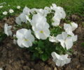 Thumbnail for version as of 16:43, 22 November 2008