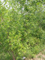 Thumbnail for version as of 18:50, 5 November 2007