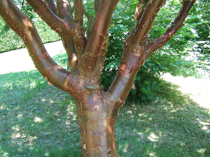 File:1024px-Acer griseum3.jpg