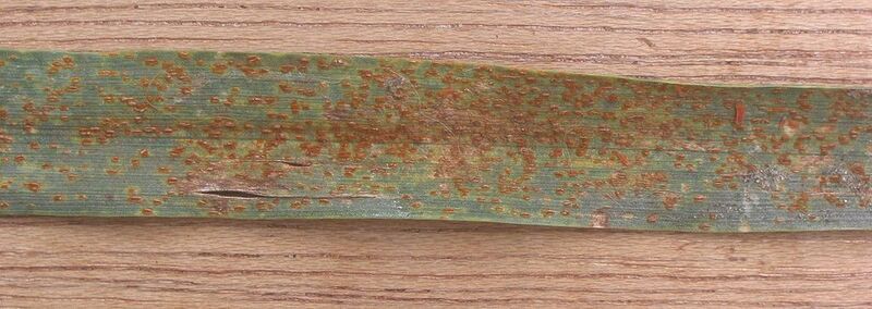 File:1024px-Bruine roest op tarwe (Puccinia recondita f.sp. tritici on Triticum aestivum).jpg