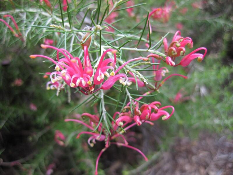 File:1024px-IMG 4621 hunt0904.jpg