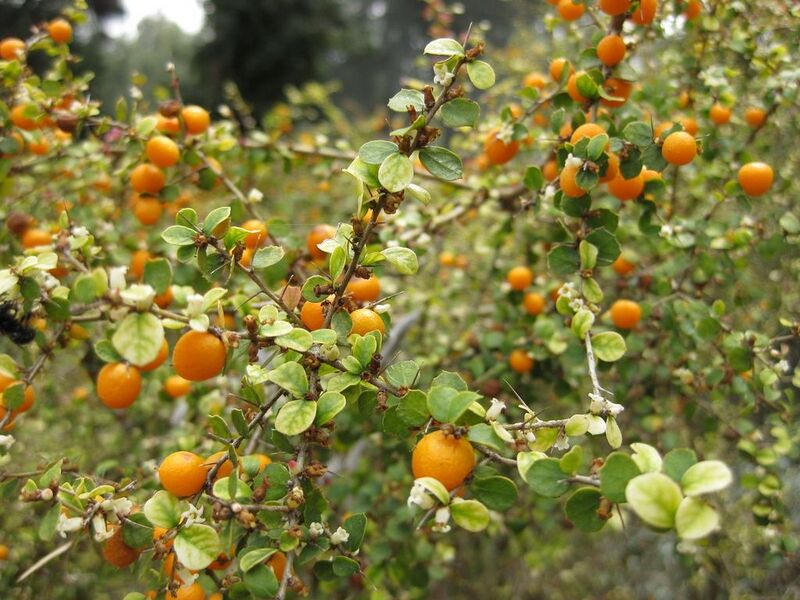 File:1024px-IMG 4653 hunt0904.jpg