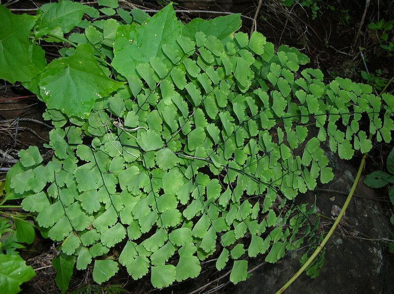 File:1024px-Starr 041229-2749 Adiantum raddianum.jpg
