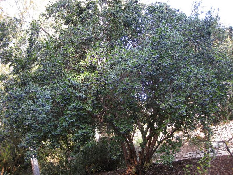 File:1280px-IMG 2687 ucla09.jpg