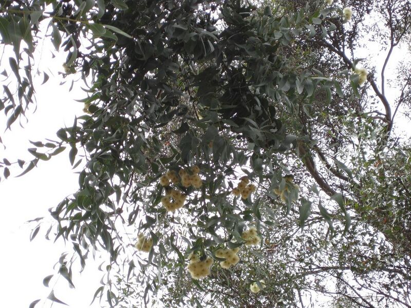 File:1280px-IMG 4772 hunt0904.jpg