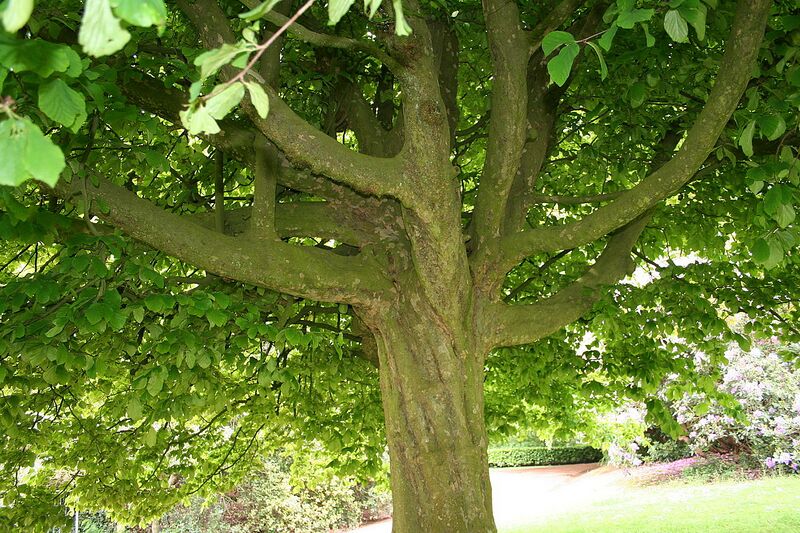 File:1280px-Morlanwelz Mariemont JPG22b.jpg