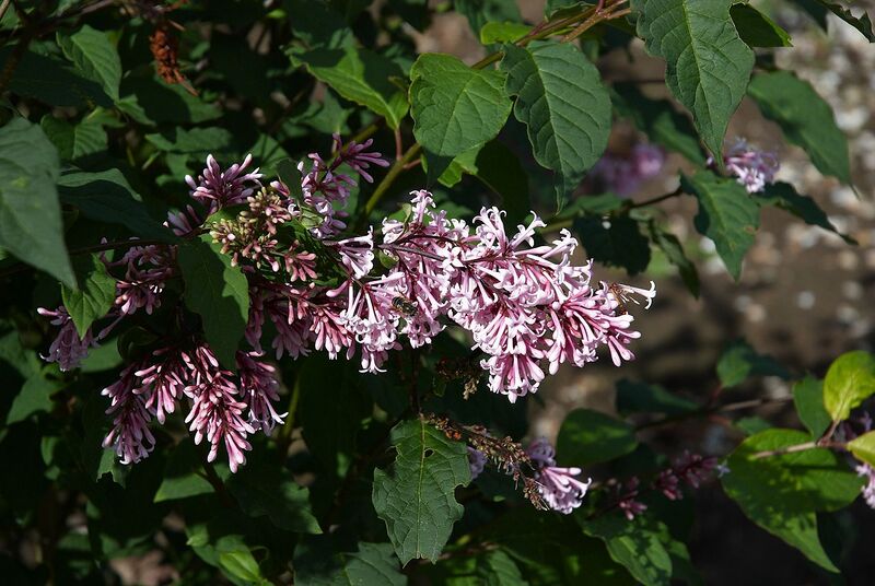 File:1280px-Syringa josiflexa A.jpg