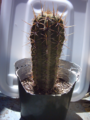 Thumbnail for version as of 09:11, 29 April 2025