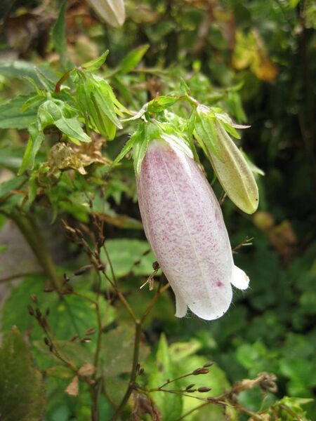 File:576px-IMG 0836 bbg09.jpg