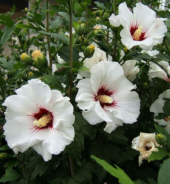 File:710px-2007-07-09Hibiscus syriacus04.jpg