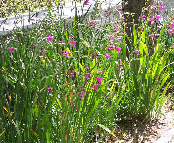 File:936px-Gladiolus communis.jpg