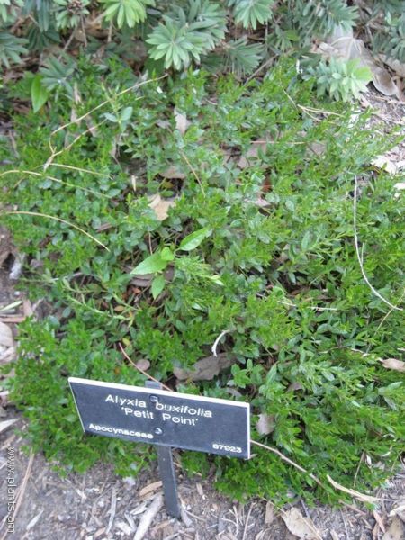 File:Alyxia buxifolia-petit point-IMG 0665 hunt07.jpg