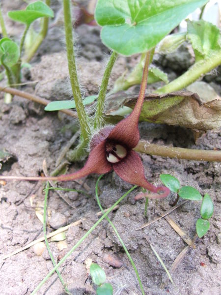 File:Asarum caudatum 2.jpg