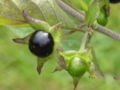 Berries of belladonna