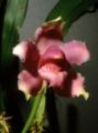 Bollea violacea