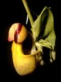 Coryanthes macrantha