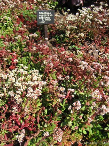 File:Crassula pubescens radicans-IMG 0390 hunt07.jpg