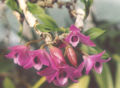 Dendrobium parishii