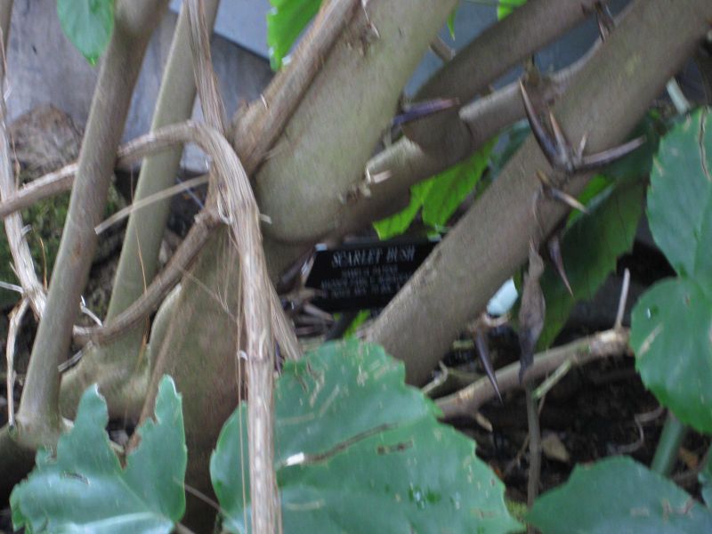 File:IMG 0963 bbg09.jpg